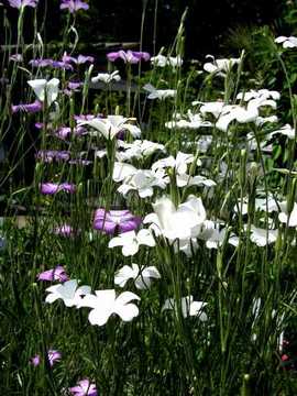 �A�O���X�e���}�@��