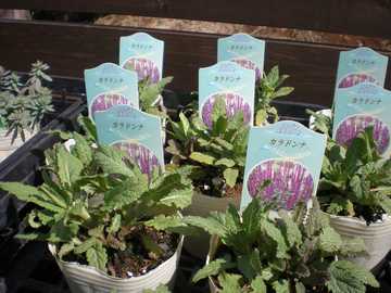 �T���r�A�J���h���i�@�c