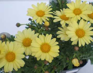 �}�[�K���b�g�@�m�q