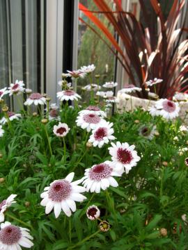 �}�[�K���b�g