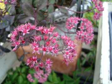 �J���X�o�~�Z�o��