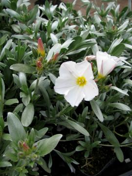 �R���{���u���X