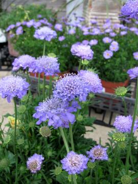 �X�J�r�I�T