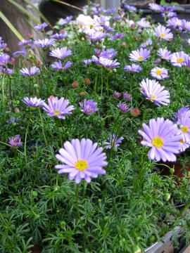 �@�u���L�J��