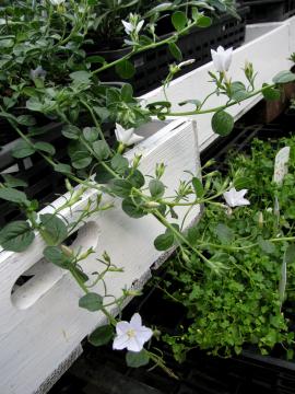 �R���{���u���X