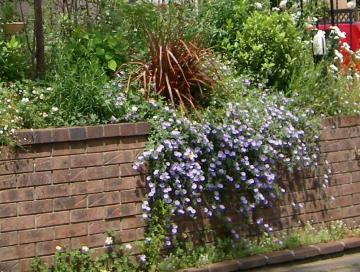 �R���{���u���X�@�u���[�J�[�y�b�g�@��A��