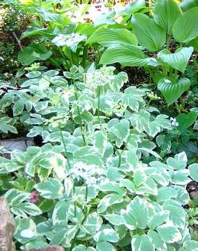 �C���~�c�o�@�ԁ@�G�S�|�f�B�E��