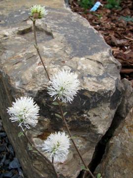 �t�H�b�T�M��