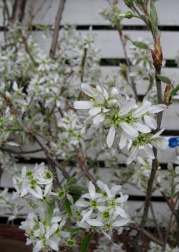 �W���[���x���[