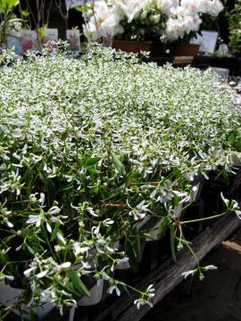 ���[�z���r�A�@�_�C�A�����h�t���X�g