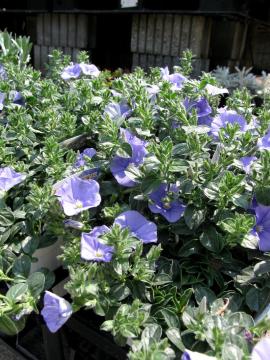 �R���{���u���X