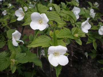 ���}�u�L�@���@��