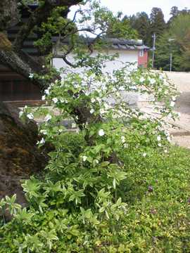 �V�����}�u�L�@�i���R����