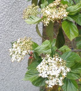 �n�N�T���{�N�@