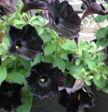 �y�`���j�A�@�u���b�N�x���x�b�g�@�ԁ@