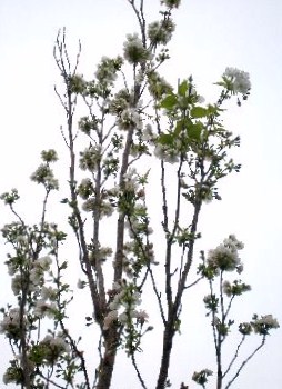 �T�N���@�A�}�m�K���@��