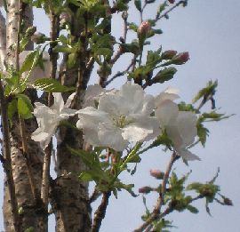 �T�N���@�A�}�m�K���@��