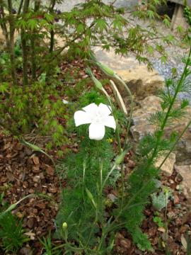 �A�O���X�}���e�}