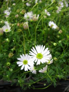 �u���L�J���@��