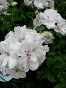 �A�C�r�[�[���j�E��