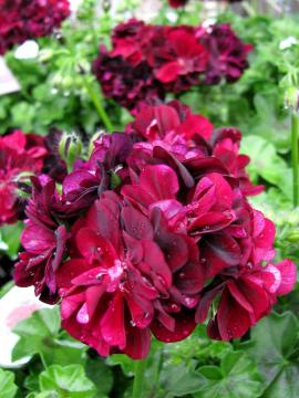 �A�C�r�[�[���j�E��