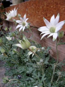 �t�����l��