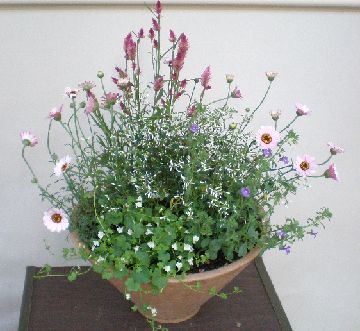 �񂹐A�����{