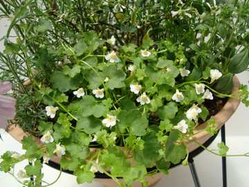 �V���o�����A