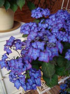 �A�W�T�C�@�A�W�A���r���[�e�B�[�@KURARA