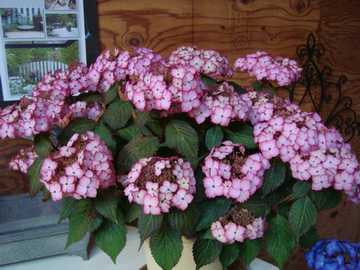 �A�W�T�C�@�A�W�A���r���[�e�B�[�@SAKURA