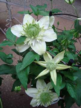 �N���}�`�X�@�����d