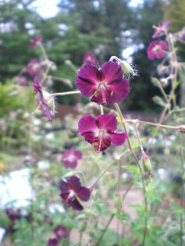 ���o�i�t�E��