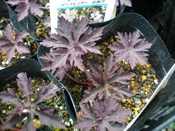 �_�[�N���C�_�[