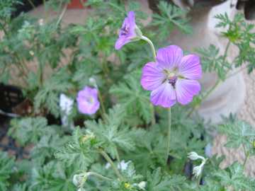 �Q���j�E���@�V���o�[�N���b�N