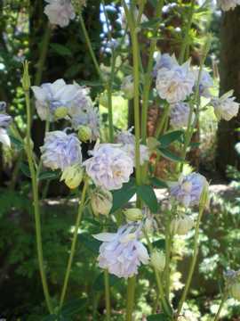 �I�_�}�L�@�^���[���C�g�u���[