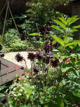 �I�_�}�L�@�u���b�N�o���[