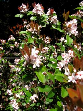 �q���V�������o�C