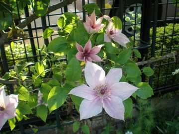 �N���}�`�X�@�s���N�t�@���^�W�[