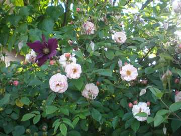 �o���@�R�[�l���A