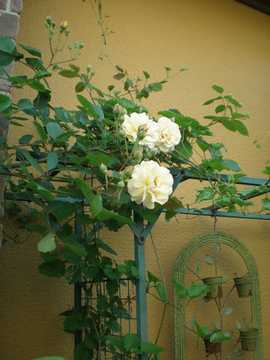 �o���@�o�t�r���[�e�B�[