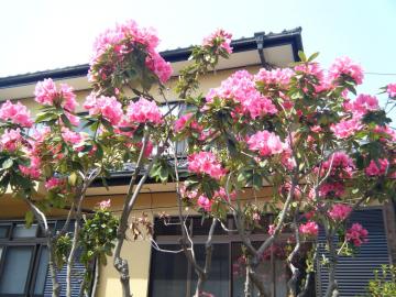 �V���N�i�Q