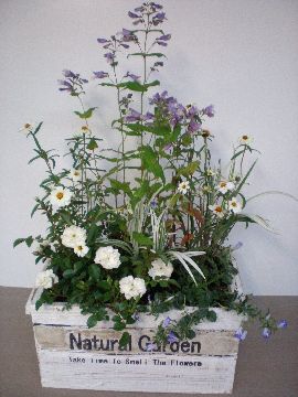 �񂹐A�����{