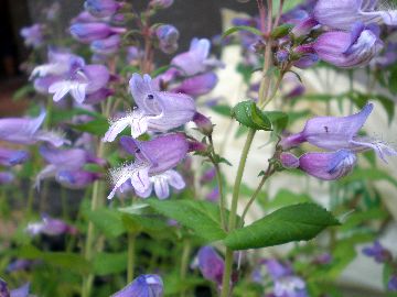 �y���X�e����