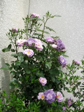 �u���[�t�H�[���[