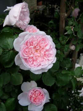 �L���X�����@���[���[