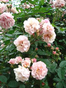 �R�[�l���A�@�o��