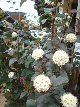 �f�B�A�{���@��