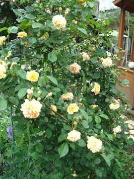 �o���@�o�t�r���[�e�B�[