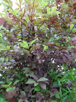 �E���~�Y�U�N��