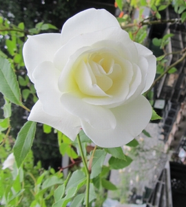 �A�C�X�o�[�O